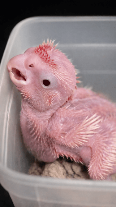 lutino Galah : Rose breasted cockatoo