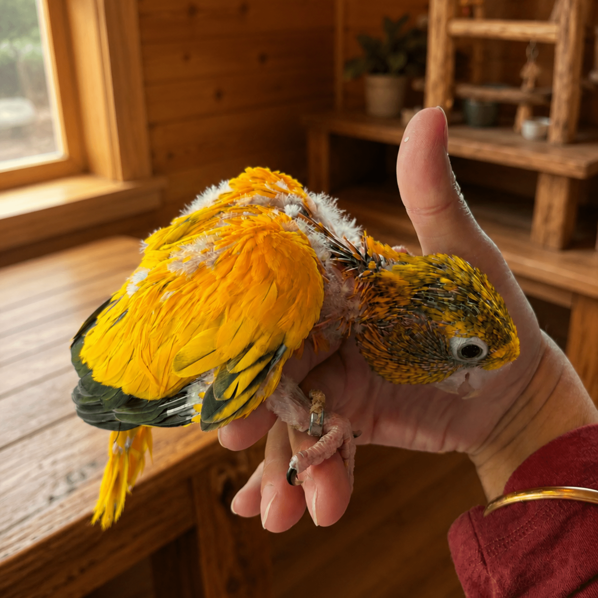 baby golden conure lmbtx