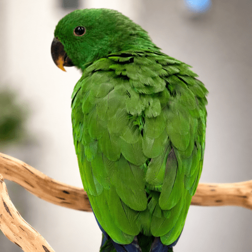 eclectus baby lmbtx