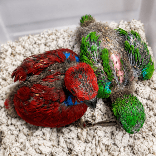 eclectus soloman island babies lmbtx