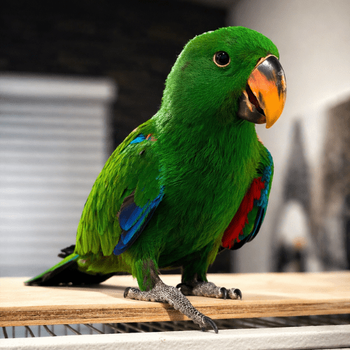 trame eclectus babies lmbtx
