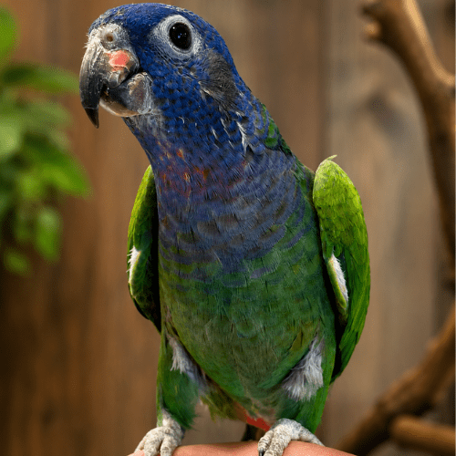 Blue headed Pionus lmbtx