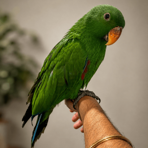 Eclectus baby lmbtx
