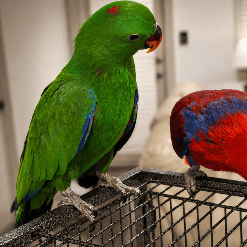 Rare male eclectus lmbtx
