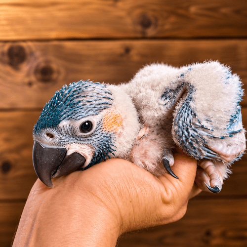 blue throated baby lmbtx