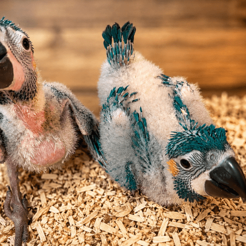 blue throated macaw babies lmbtx