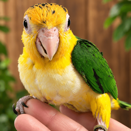hand fed white bellied caique baby lmbtx