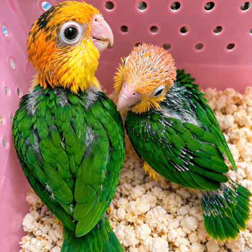 white bellied caique baby lmbtx