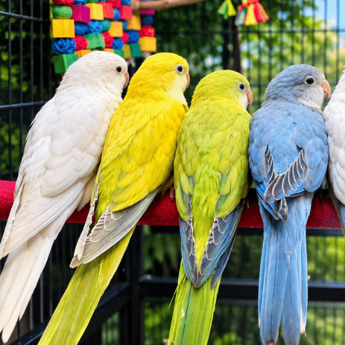 beautiful quaker babies lmbtx