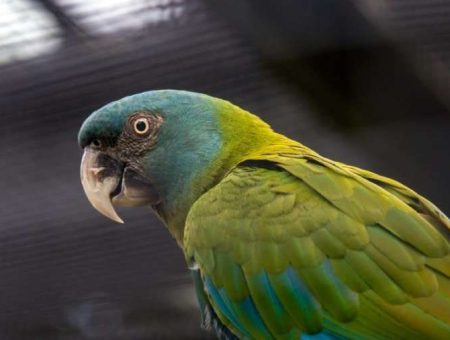 Blue-headed-Macaw-side-view_Danny-Ye_Shutterstock-760x506