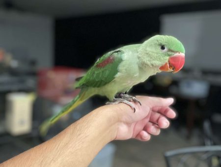 alexandrine male lmbtx