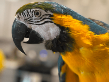 baby macaw lmbtx