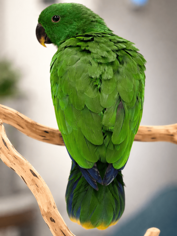 eclectus baby lmbtx eclectus baby lmbtx