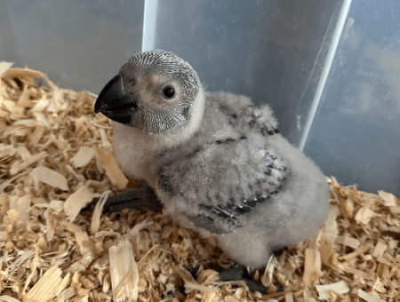 hand fed african grey congo lmbtx