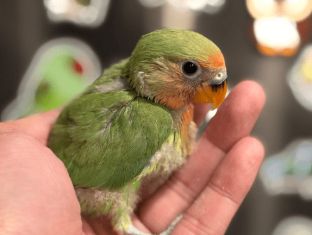 hand feeding lovebird lmbtx