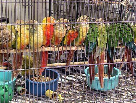 lmbtx green cheek conure
