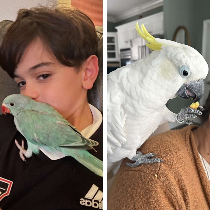 love my birds tx love my birds tx