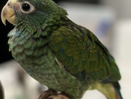 rare whitecap pionus lmbtx
