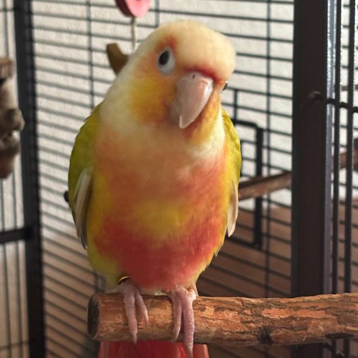 sun cheek conure lmbtx sun cheek conure lmbtx