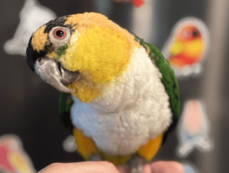 tame caique lmbtx