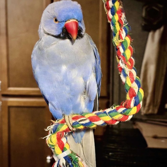 violet ringneck lmbtx violet ringneck lmbtx