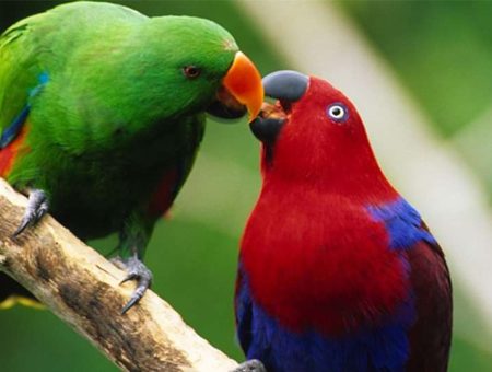 what_do_I_feed_eclectus_parrot